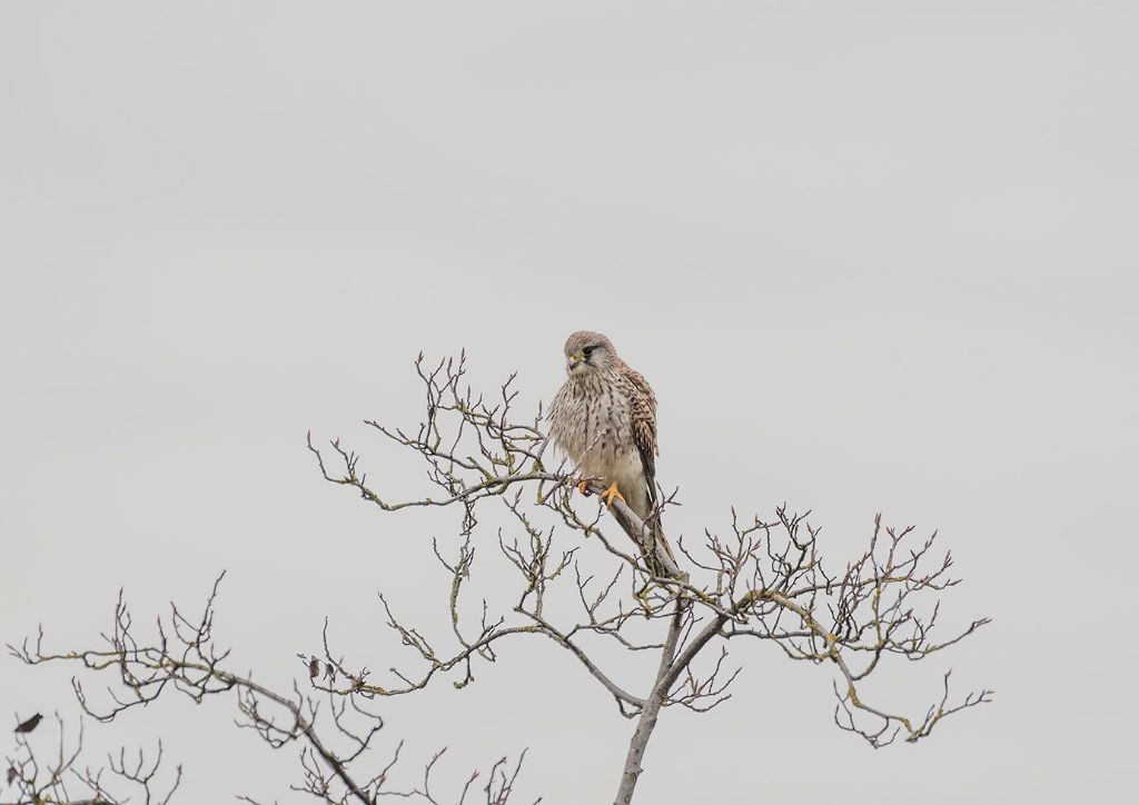 Gheppio (Falco tinnunculus)